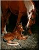 First Foal, First Light