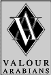 Valour Arabians